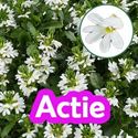 Bild von Scaevola P12 actie White